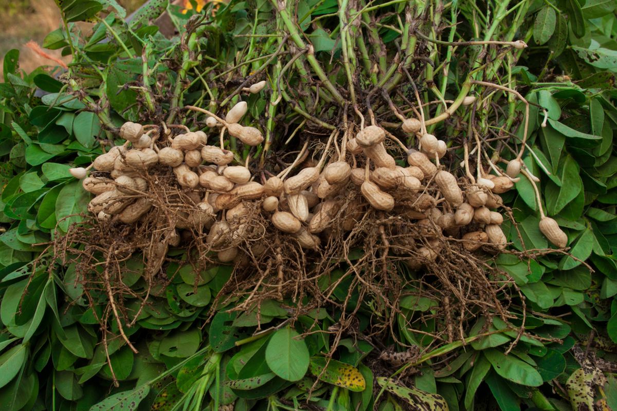 kacang